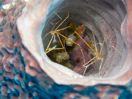 Two Yellowline Arrowcrabs in Vase Sponge IMG 1583