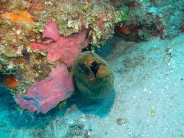 Green Moray Eel IMG 1591