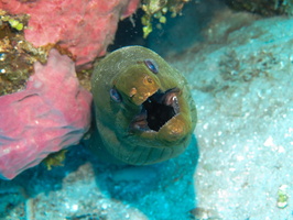 Green Moray Eel IMG 1592