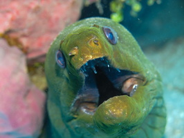 Green Moray Eel IMG 1593