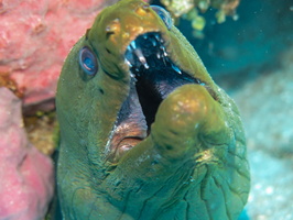 Green Moray Eel IMG 1594