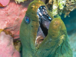 Green Moray Eel IMG 1595