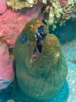 Green Moray Eel IMG 1596