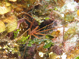 Yellowline Arrow Crab IMG 1601-Edit