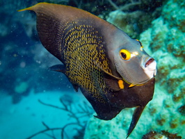 French Angelfish IMG 1603-Edit