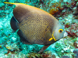 French Angelfish IMG 1604-Edit