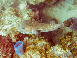 Procupinefish  IMG 1606