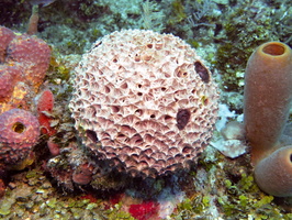 Stinker Sponge IMG 1608