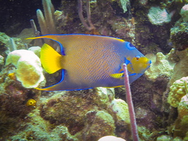 Queen Angelfish IMG 1625-Edit