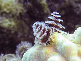 Christmas Tree Worm IMG 1631-Edit-Edit