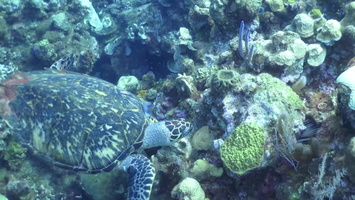 Hawksbill Sea Turtle MVI 1385