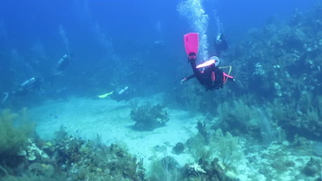 Divers on Reef MVI 1680