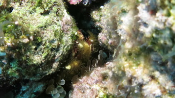 Banded Clinging Crab MVI 1580