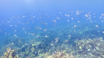 School  of Fish  at Boat Moring MVI 1575