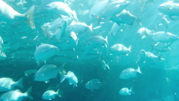 School  of Fish  at Boat Moring 2MVI 1578