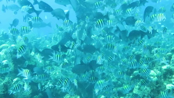 School  of Fish  at Boat Moring MVI 1580