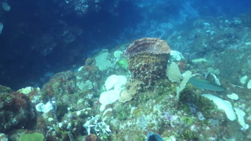 Swimming Moray Eel MVI 1827