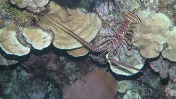 Spiny Lobster MVI 1853