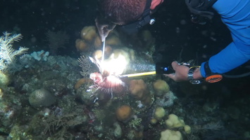 Killing Mike s Lionfish MVI 1857