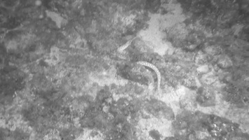 Shaprtail Eel MVI 1864