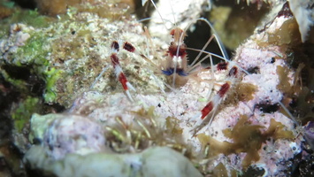 Banded Coral Shirmp  MVI 1874