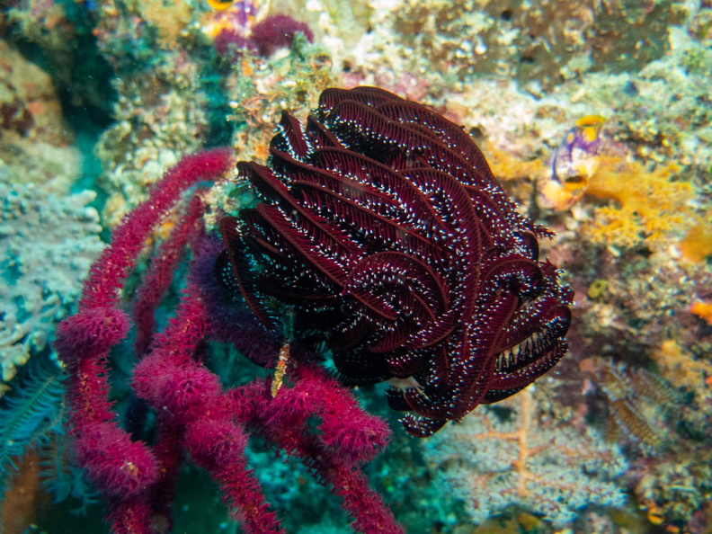 Crinoid IMG_1652.jpg