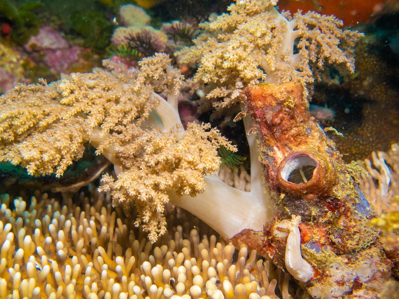 Soft  Coral and Tunicate IMG_1676.jpg