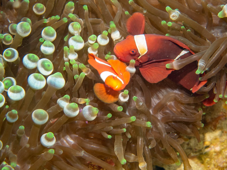 Spinecheek Anemonefish IMG_1685.jpg