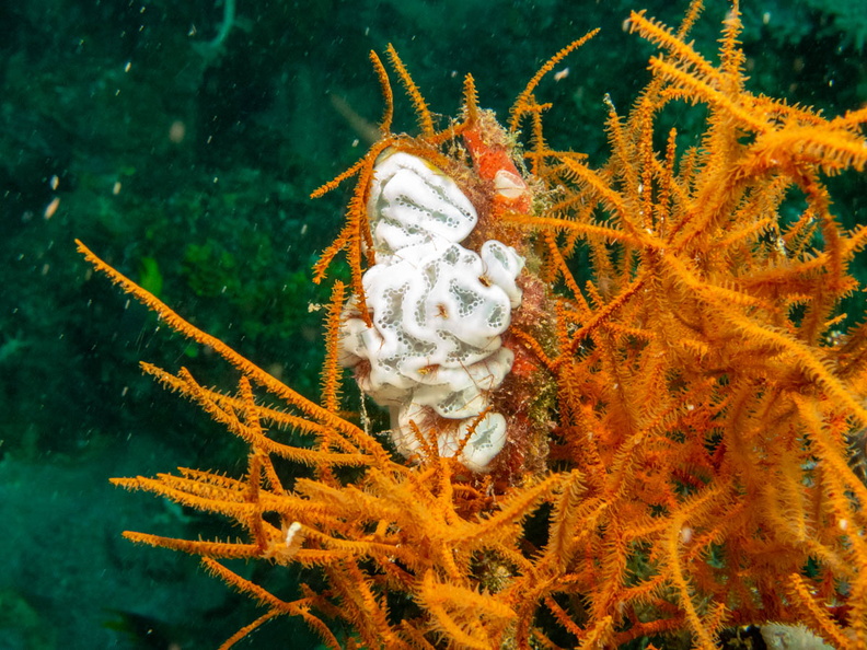 White Condominium Tunicate IMG_1704.jpg