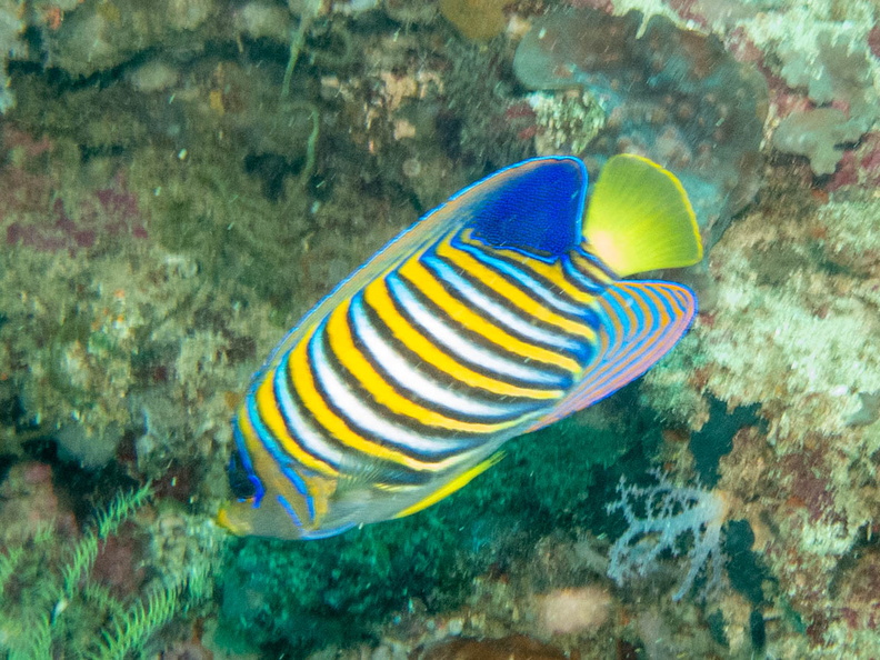 Regal Angelfish IMG_1715.jpg