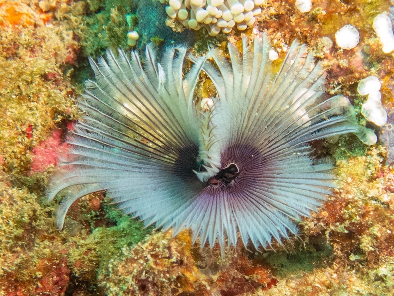 Featherduster Worm IMG_1748.jpg