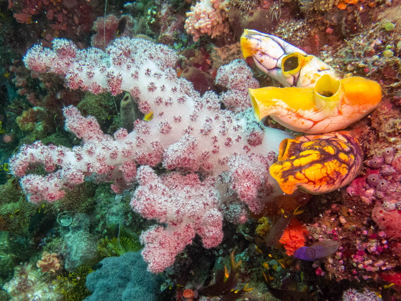 Soft Coral and Gold Mouth Sea Squirt IMG_2027.jpg