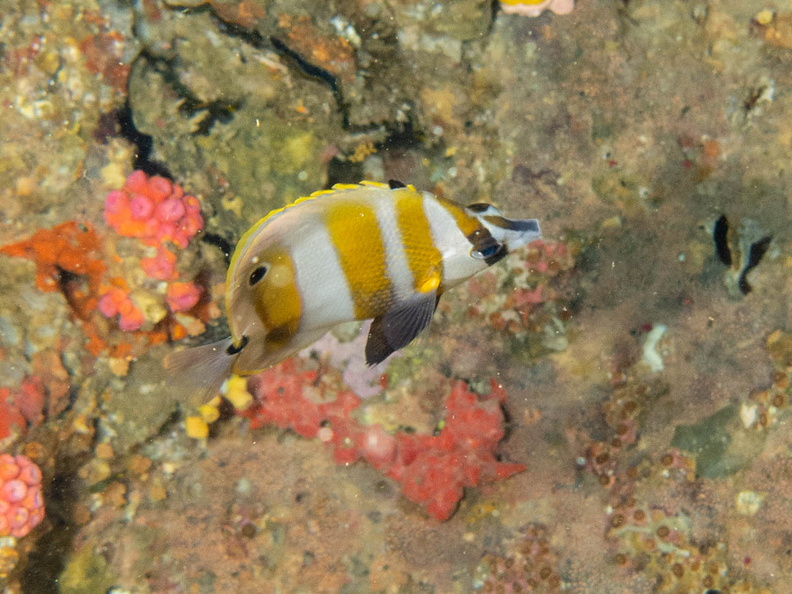 Orange Banded  Coralfish IMG_1982.jpg