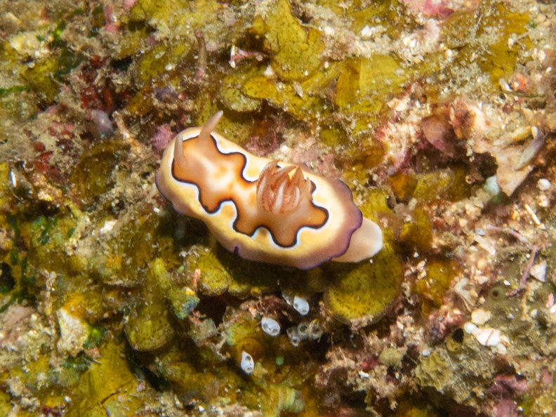 Coi Chromodoris Nudibranch IMG_1808.jpg