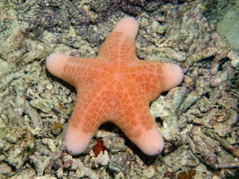 Granular Sea Star IMG 2047