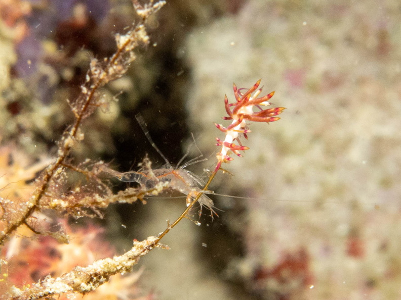 Oranged Capped Sea Slug  MG_2065.jpg