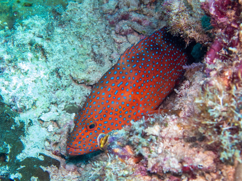 Coral Grouper IMG_2151.jpg