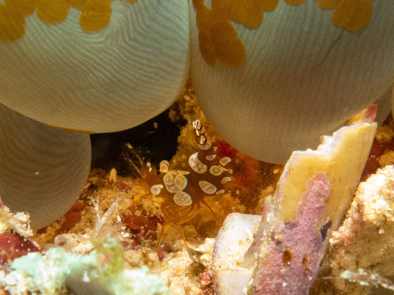 Squat Shrimp with Acorl Flatworms on Bubble Coral  IMG_2148.jpg