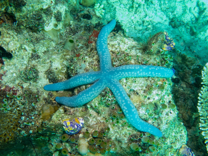 Blue Sea Star IMG_2036.jpg