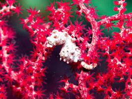 Pygmy Seahorse IMG 2148