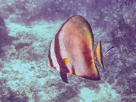 Garden Spadefish IMG 2126-Edit-Edit