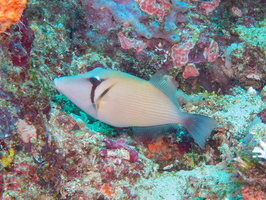 Scythe Triggerfish IMG 2095-2