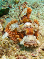 Tassled Scorpionfish IMG 2380