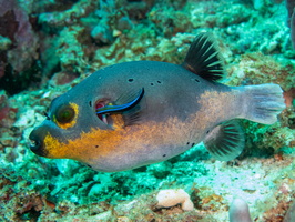 Blue Spot Pufferfish at cleaning station IMG 2347