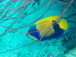 Blue Girdled Angelfish IMG 2343