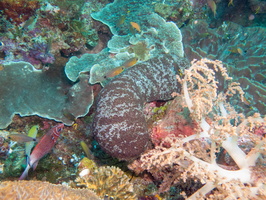 Hairy Blackfiosh Sea Cucumber IMG 2200