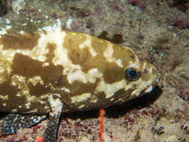 Netfin Grouper IMG 2438