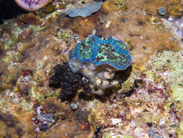 Decorator Crab IMG 2443