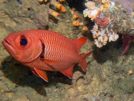 Epaulettte Soldierfish IMG 2237
