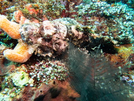 Tassled Scorpionfish IMG 2300